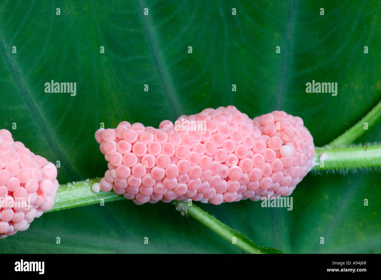 Eggs of the 'Channeled Apple Snail'  deposited on a plant stem, Florida Stock Photo