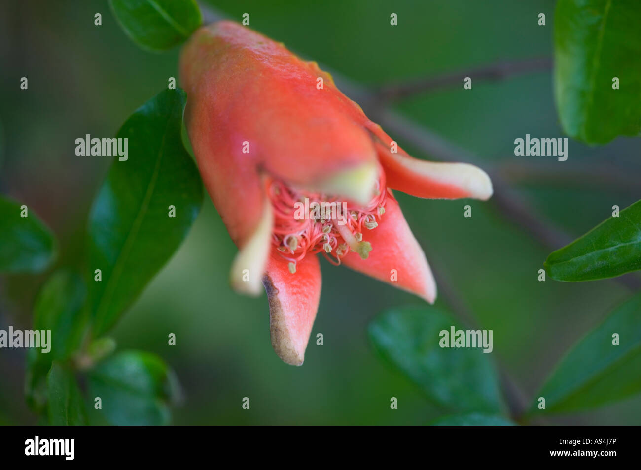 Flower of the Pomegranate fruit, Stock Photo