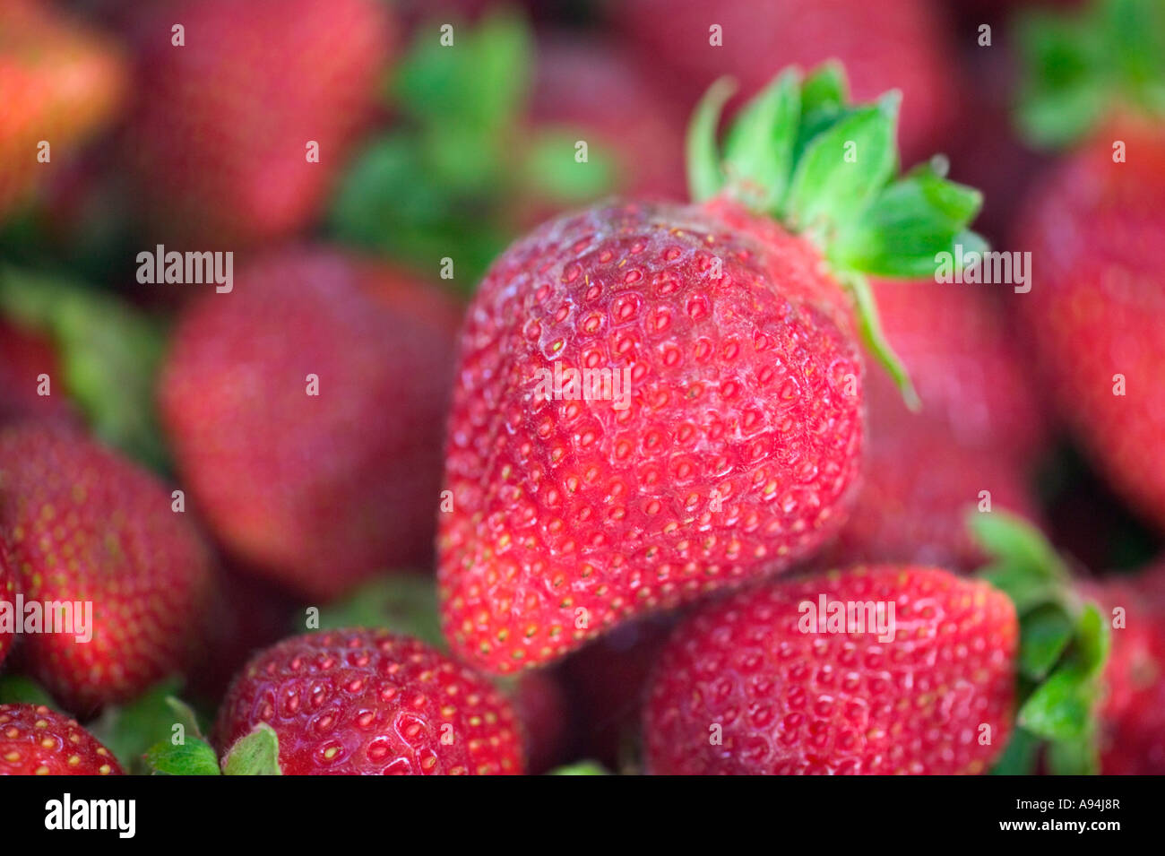 Harvested Strawberries, California Stock Photo Alamy