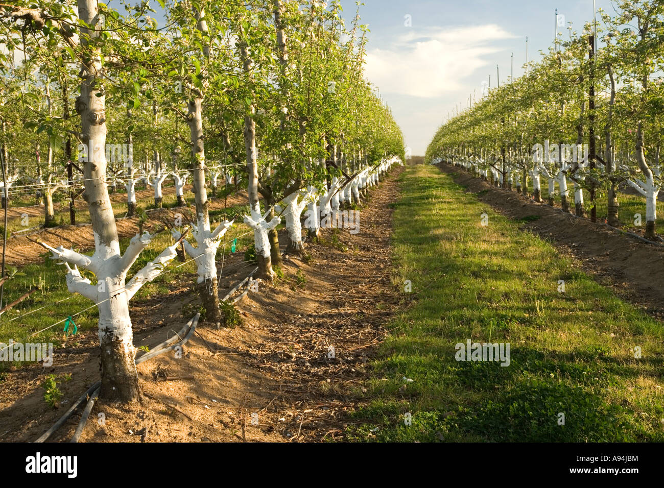 Apple orchard, showing new 'grafts', springtime, California Stock Photo