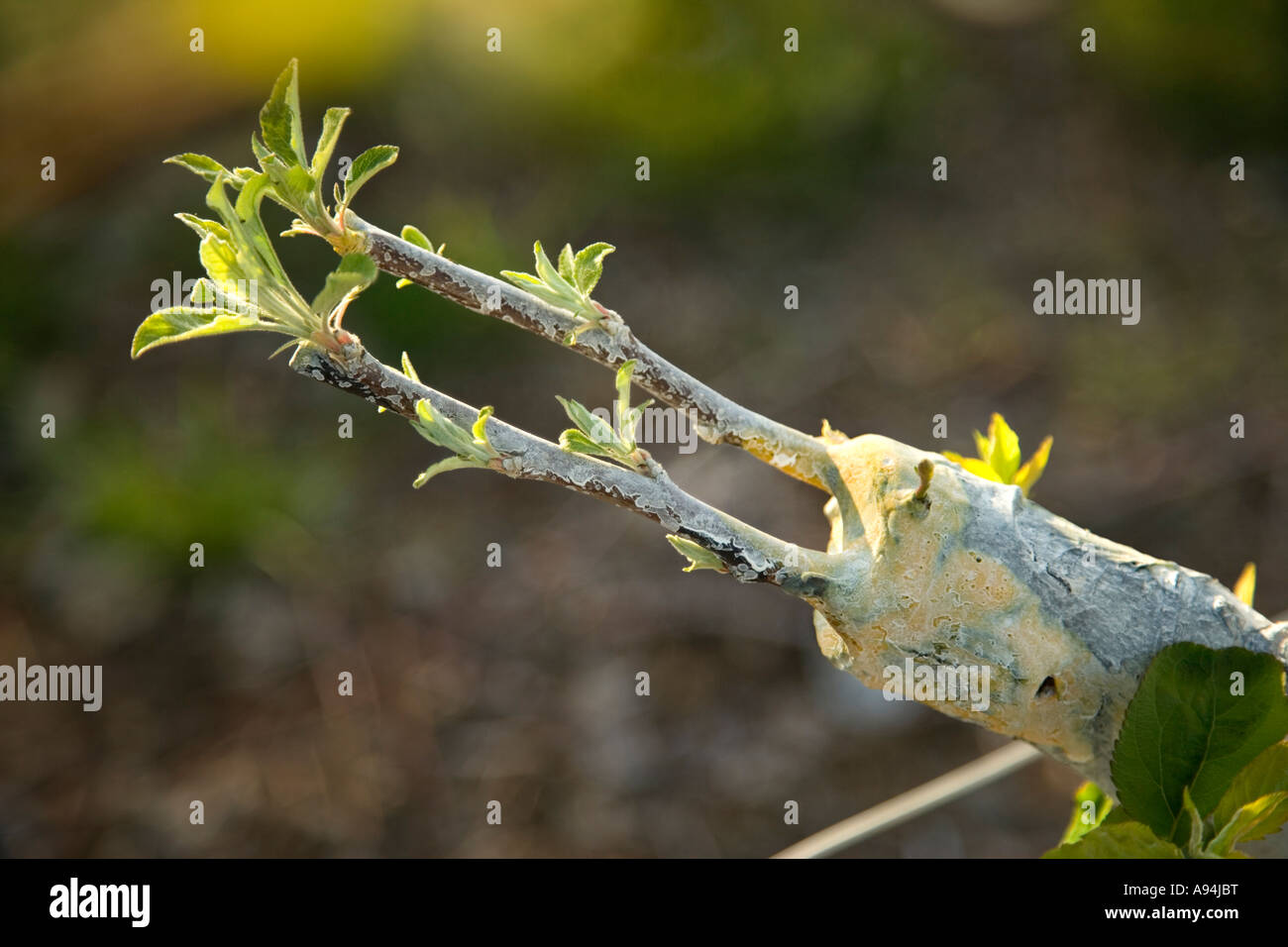 Grafting to branch of  Apple tree, California Stock Photo
