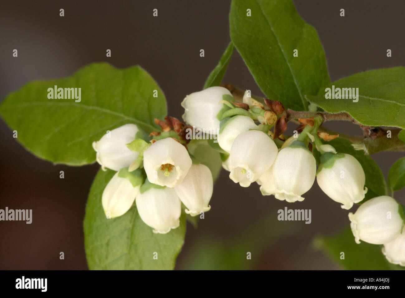 Blueberry fruit blue flowers bloom white bush shrub leaves foliage hi
