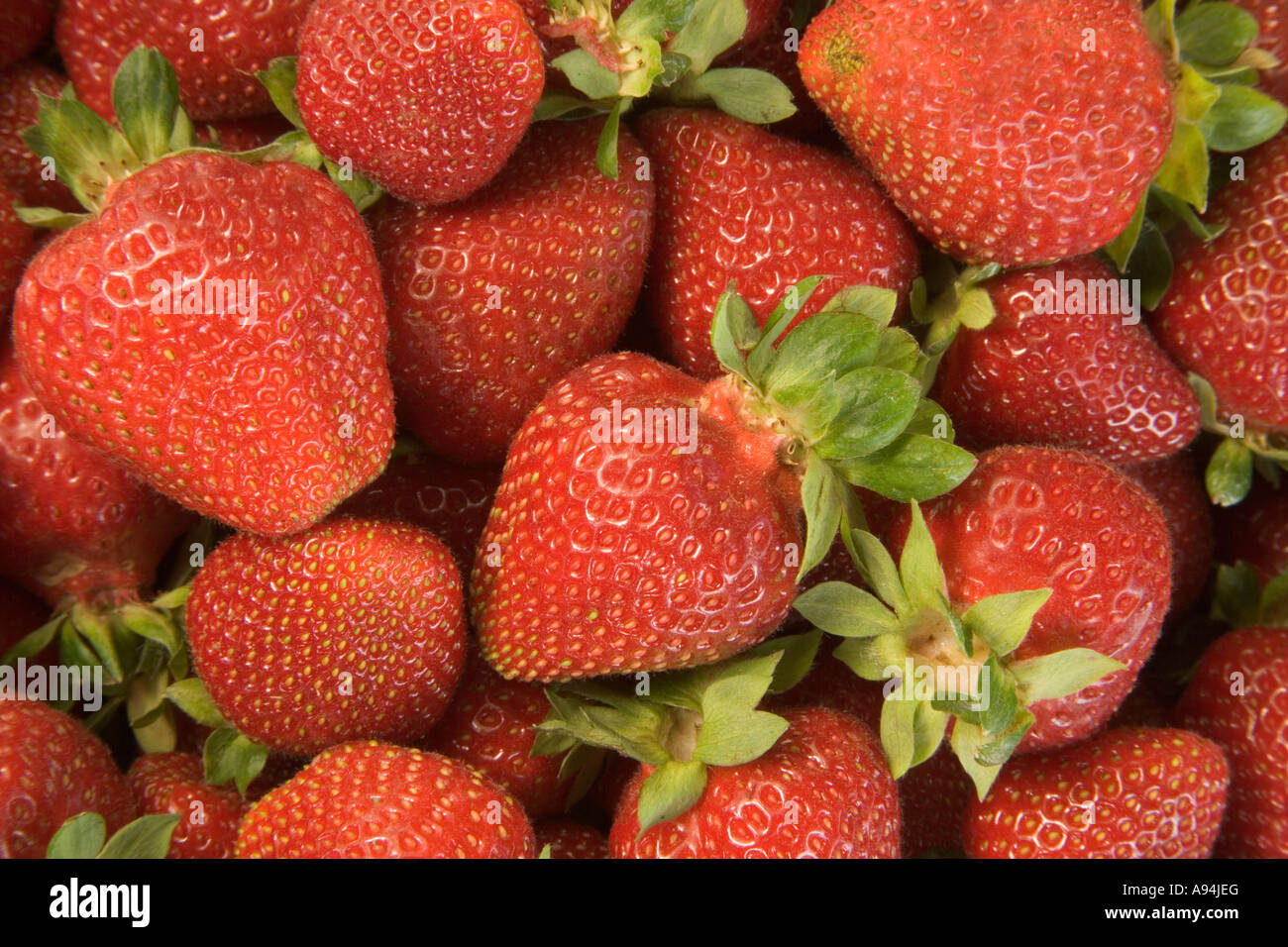 Harvested Strawberries, California Stock Photo