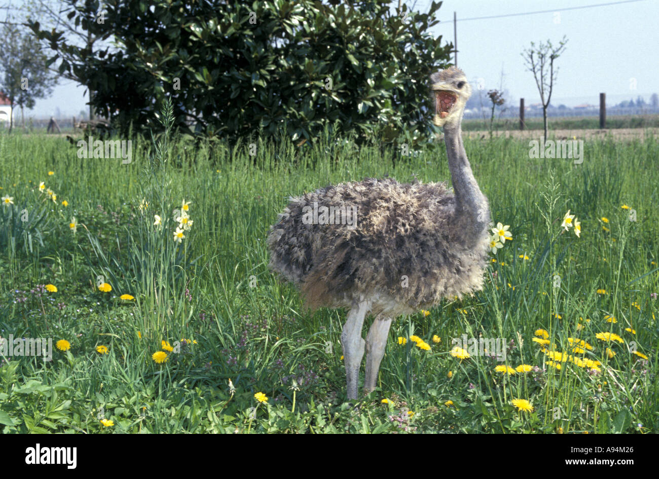 Ostrich breeding Fontanelle Veneto Italy Stock Photo
