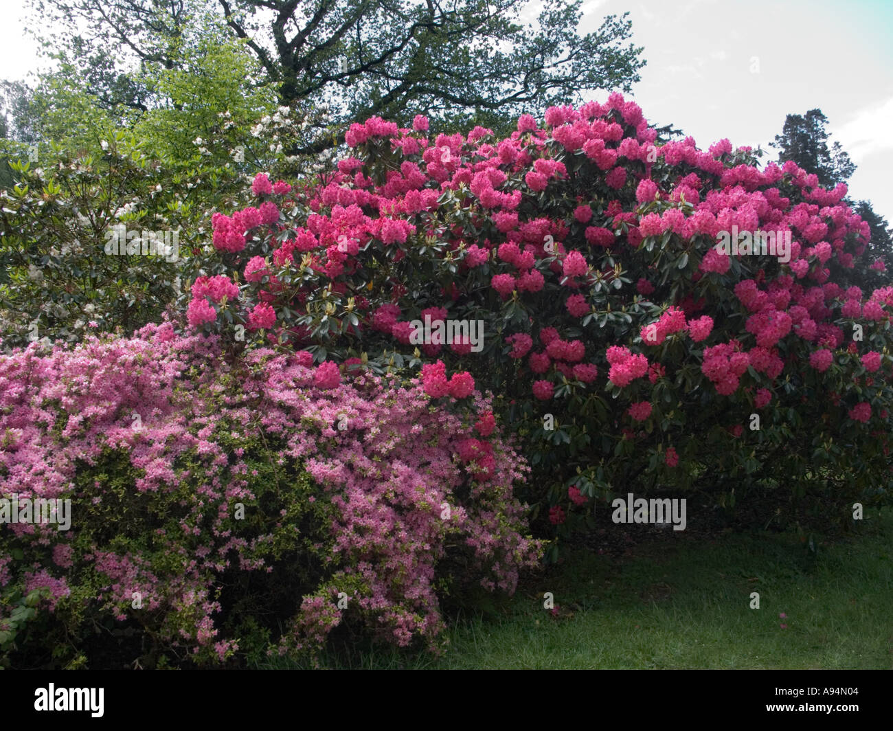 Rhododendrons Longleat Wiltshire Stock Photo