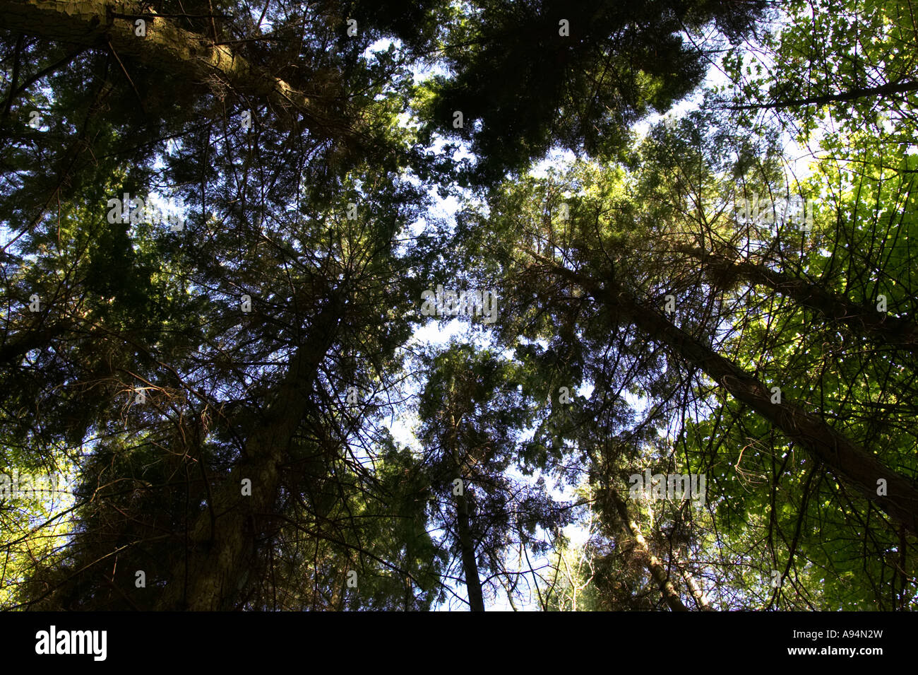 looking up towards the tree canopy and sky garvagh forest Stock Photo