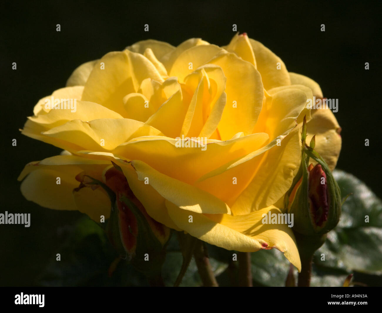 Yellow Rose fully opened in an English Garden Stock Photo