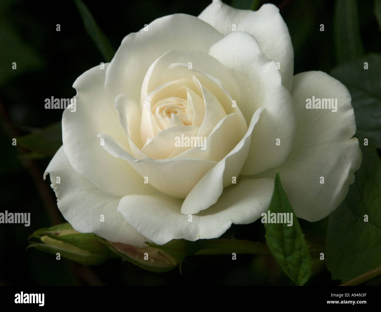White Rose against a dark background Stock Photo