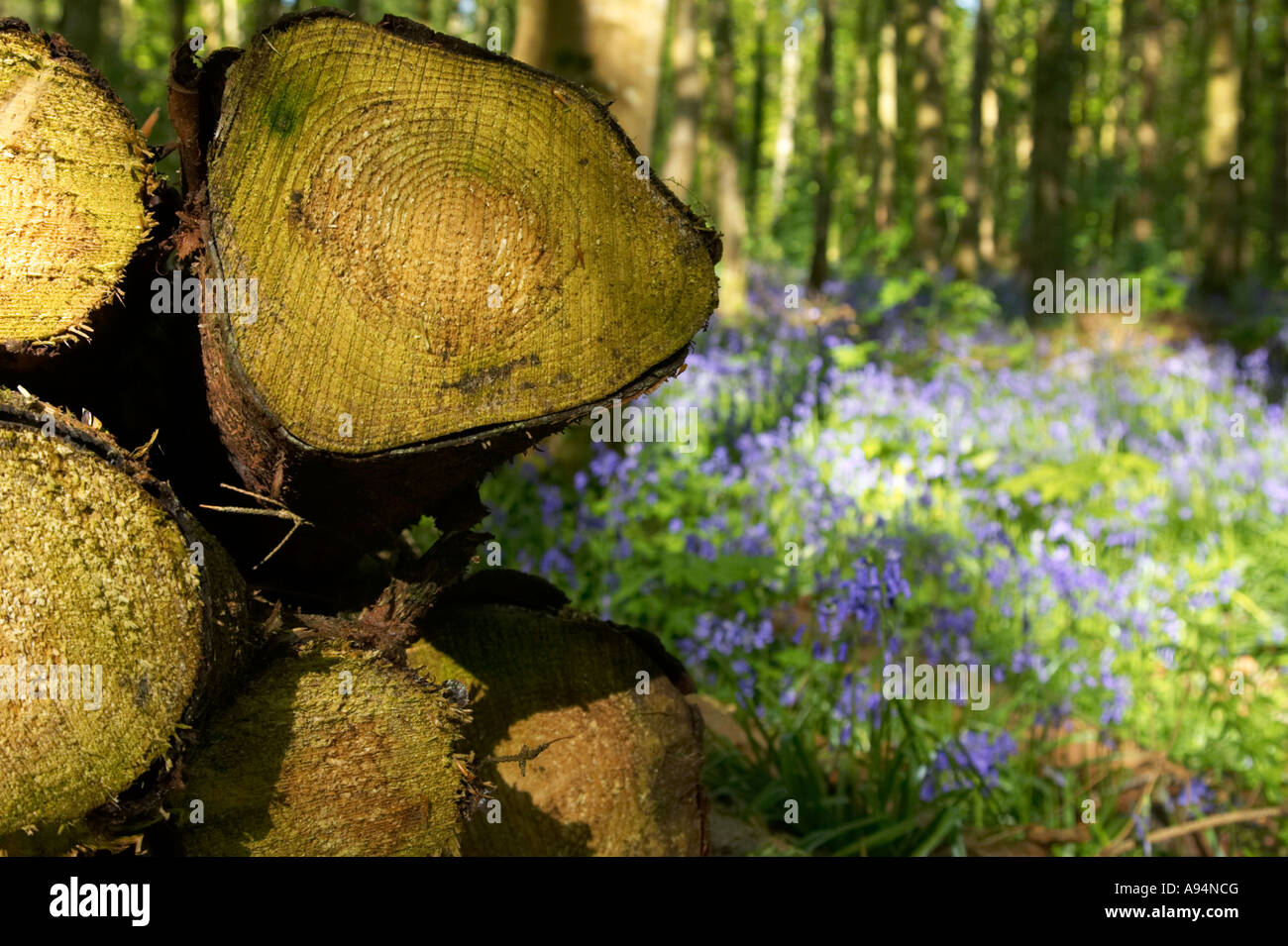 close up of a log in a pile of logs in a bluebell field Garvagh Forest Stock Photo