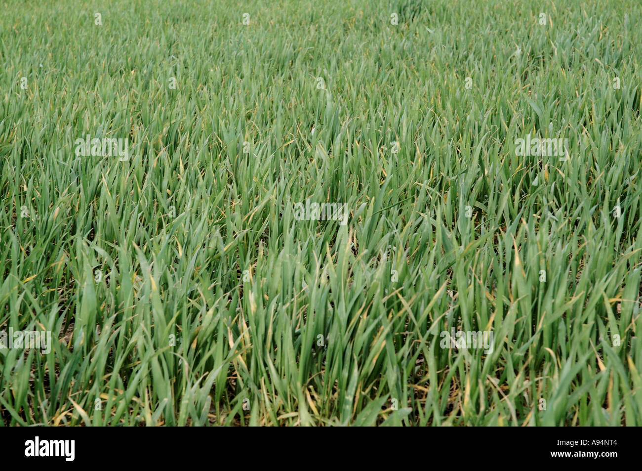 cereal crop young wheat crop Arable uk Stock Photo Alamy