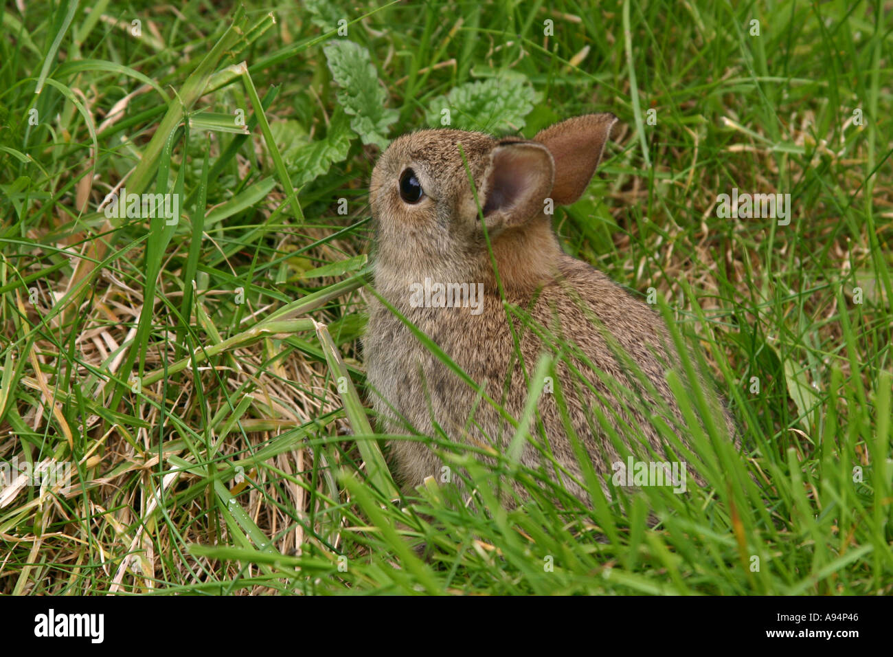 Young Common Rabbit in grass Oryctolagus cuniculus Stock Photo