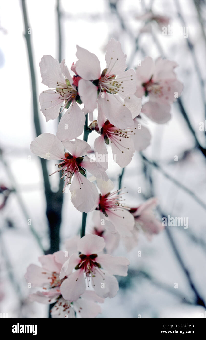 Sweet Almond Blossom  Prunus cystena Stock Photo