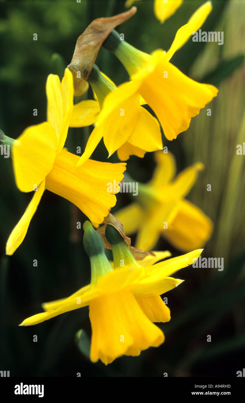 Dwarf Narcissus  daffodils Tete a tete Division 12 Stock Photo