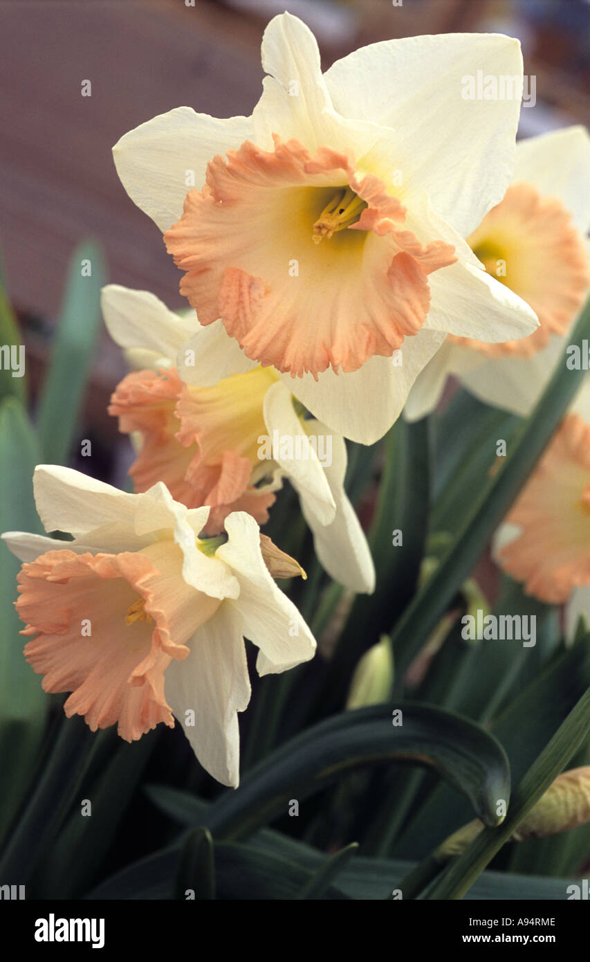 Frilled hires stock photography and images Alamy