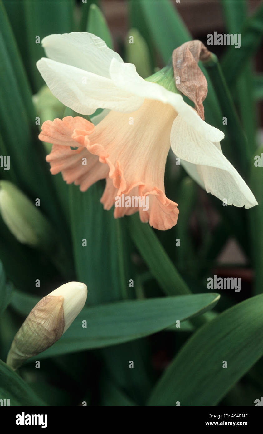 Narcissus Division One Daffodil Pink Frilled variety Easter bonnet Stock  Photo - Alamy