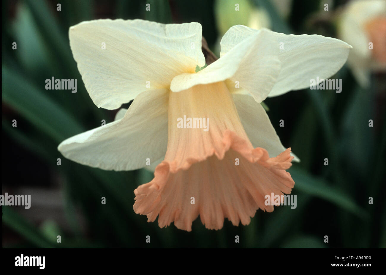 Frilled hires stock photography and images Alamy