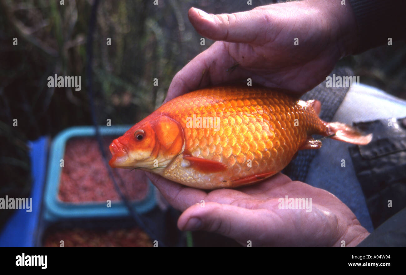 Large goldfish caught in a commercial fishing lake using maggots as