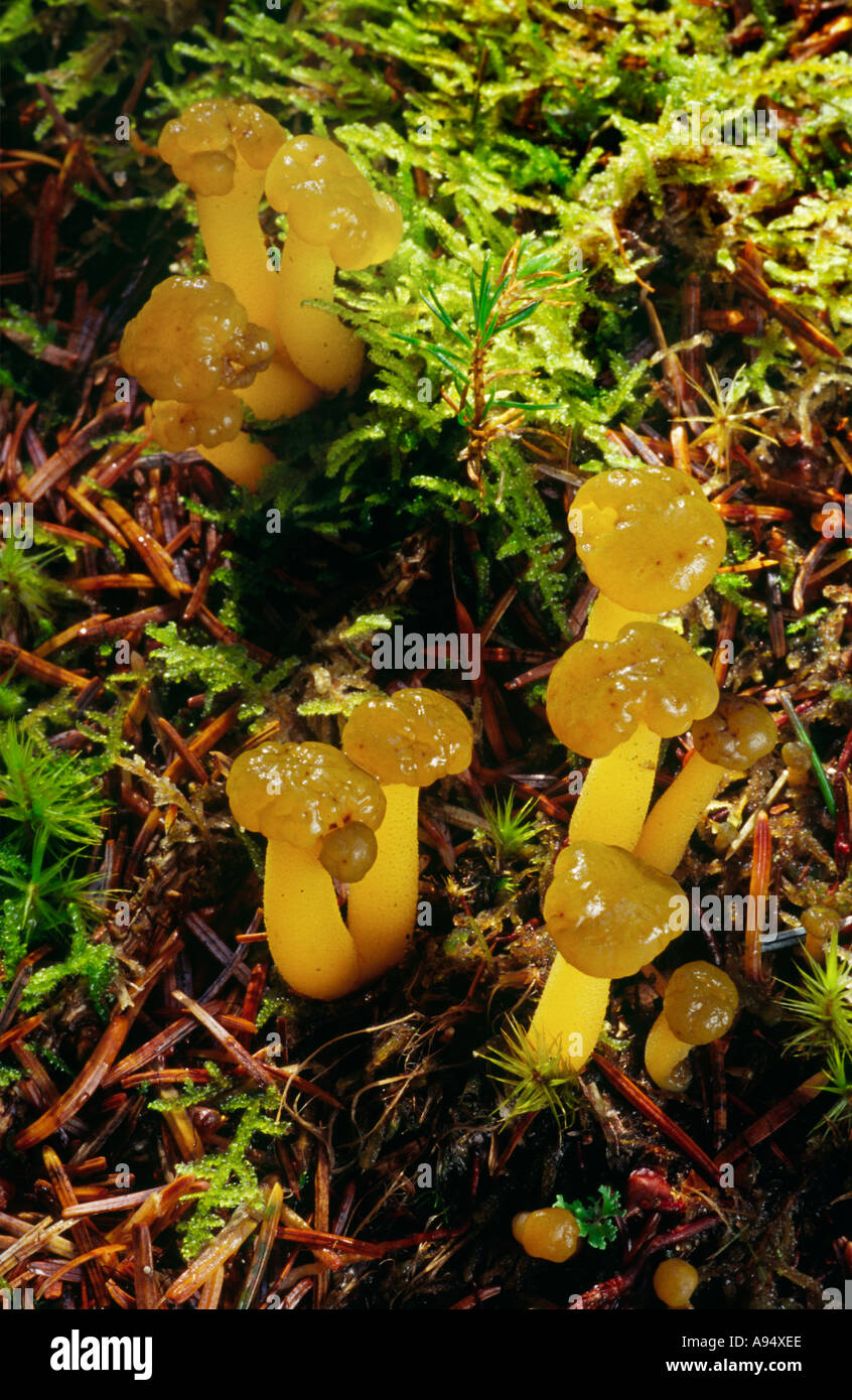 Jelly babies fungus hi-res stock photography and images - Alamy