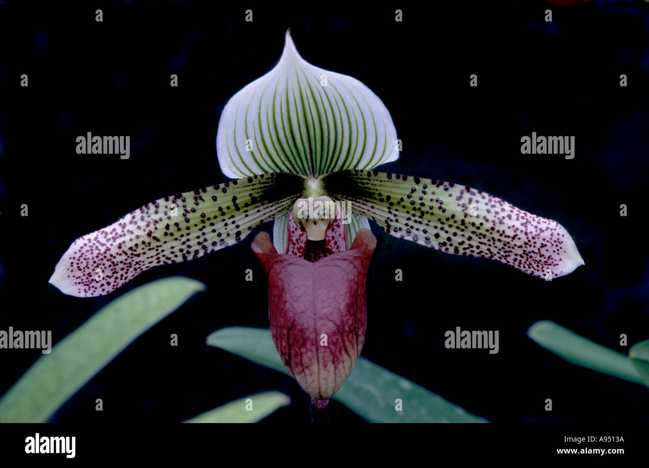 Orchid Paph Curtissi Sky Rocket Superuk Ocean Pines Milt Stock Photo