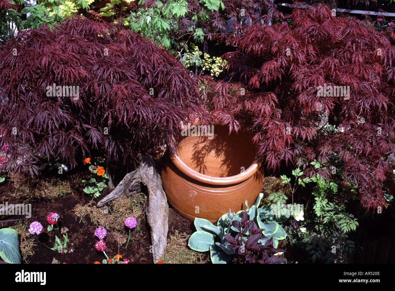 Malvern Spring Gardening Show 2003 Terracotta pot Acer Palmatum Hosta Foliage Colour Stock Photo