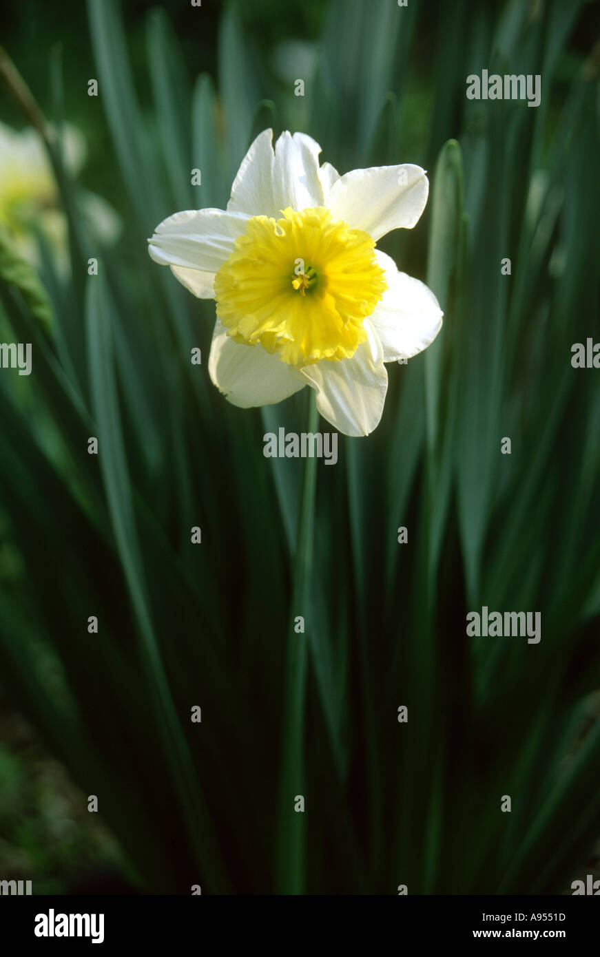 White flower with dark center hi-res stock photography and images - Alamy