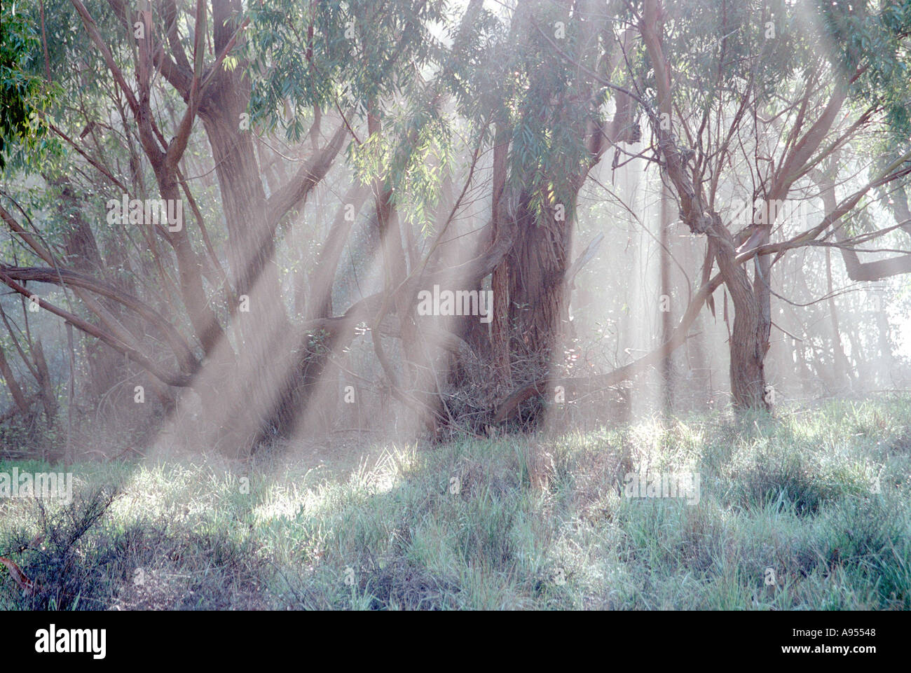 California coastal eucalyptus trees in the fog filter sunlight into