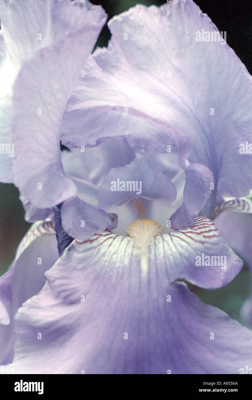 extreme close up of purple iris Stock Photo