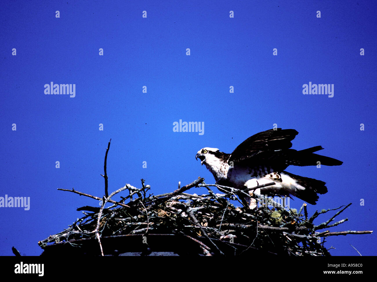 osprey on nest Stock Photo - Alamy