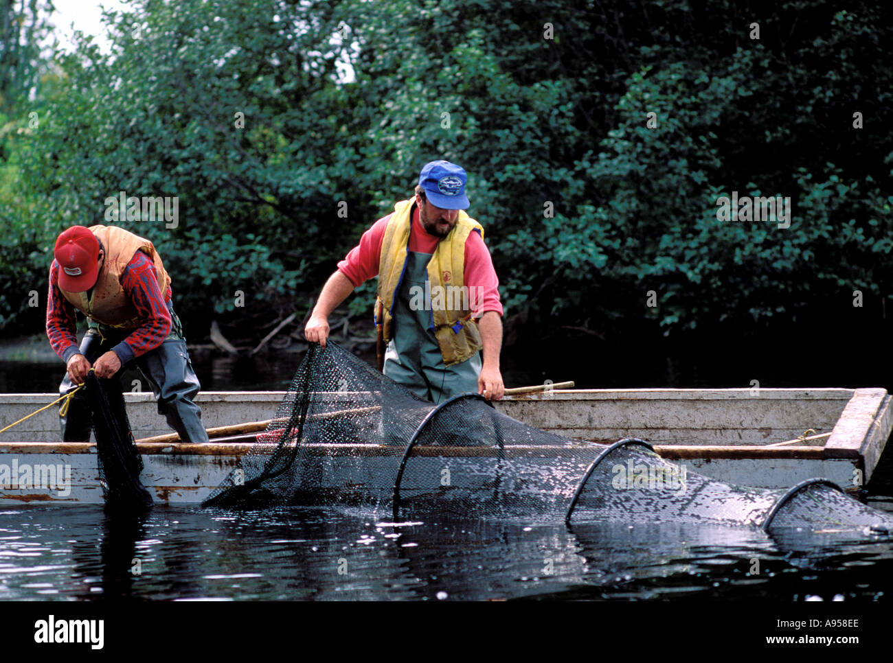 Eel nets hires stock photography and images Alamy