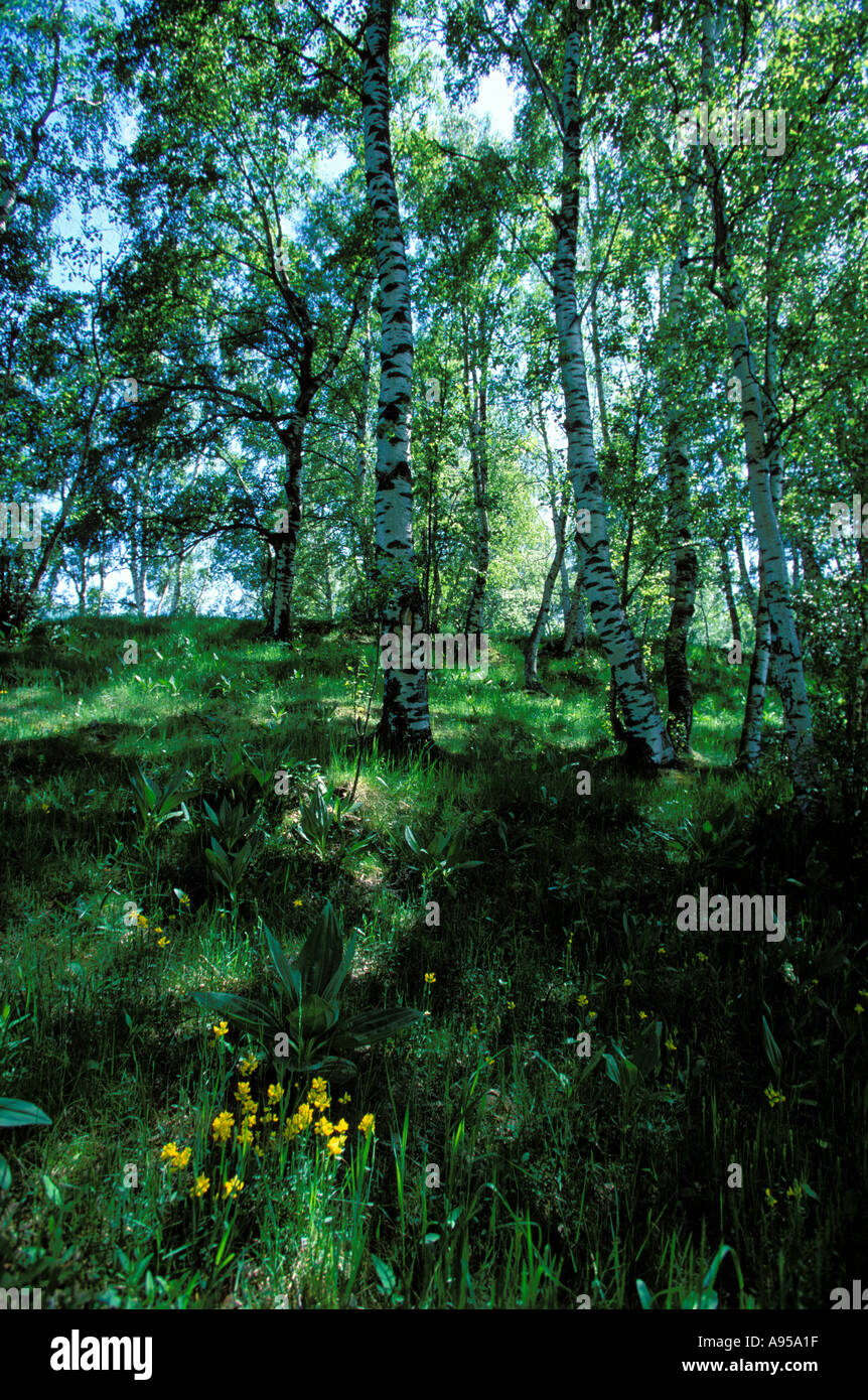 White birch forest in hi-res stock photography and images - Alamy