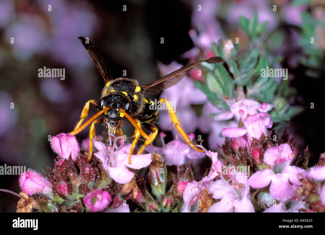 Hymenopteran collecting nectar on Thyme flower (Thymus vulgaris) Stock Photo