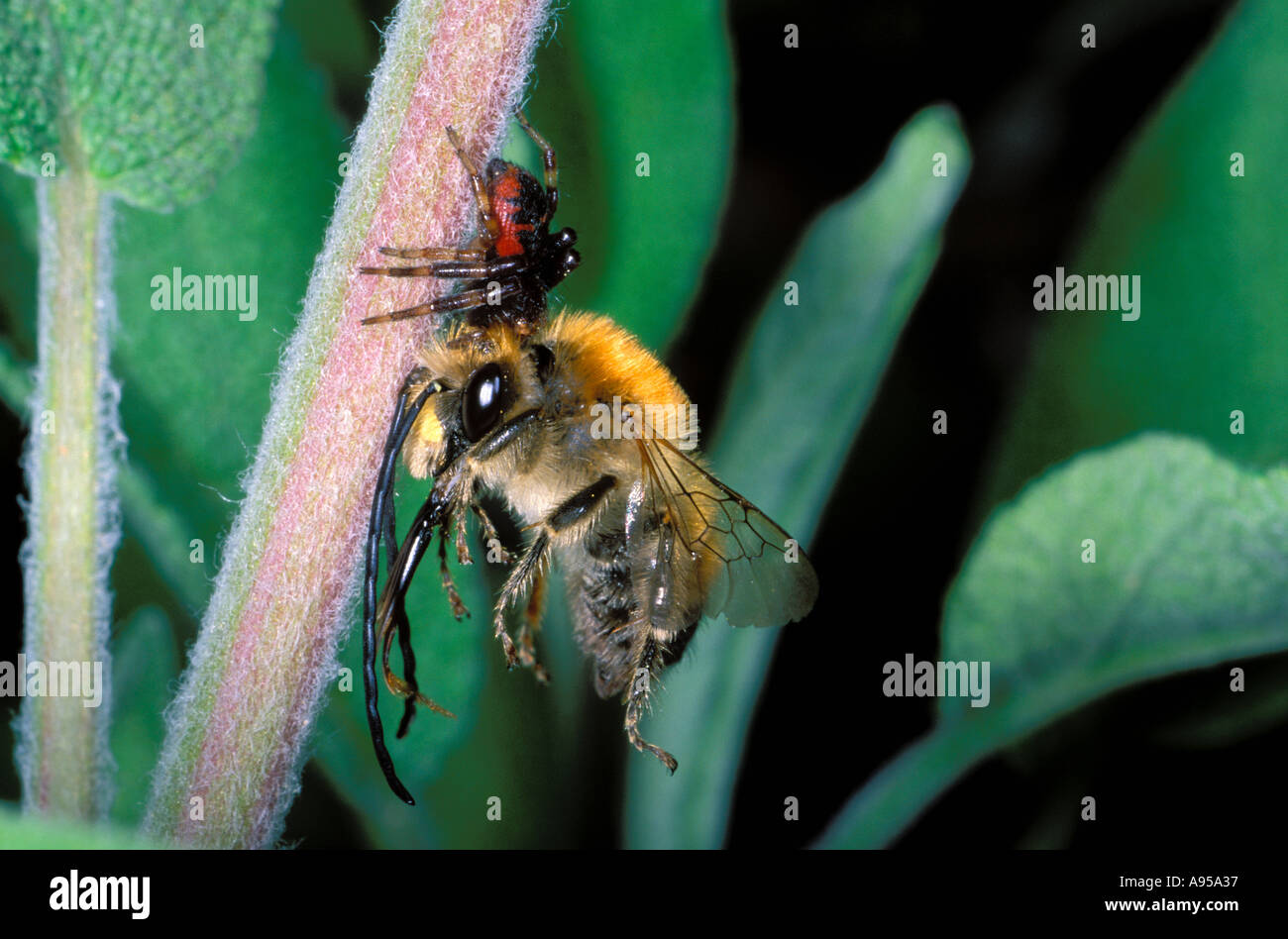 Spider, Synaema globosum. Eating a Bee Eucera sp. Stock Photo