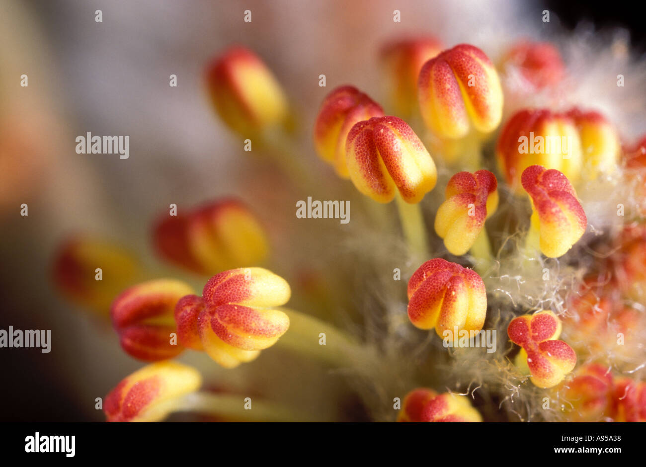 Willow, Salix sp. Flower showing stamen. Close-up Stock Photo