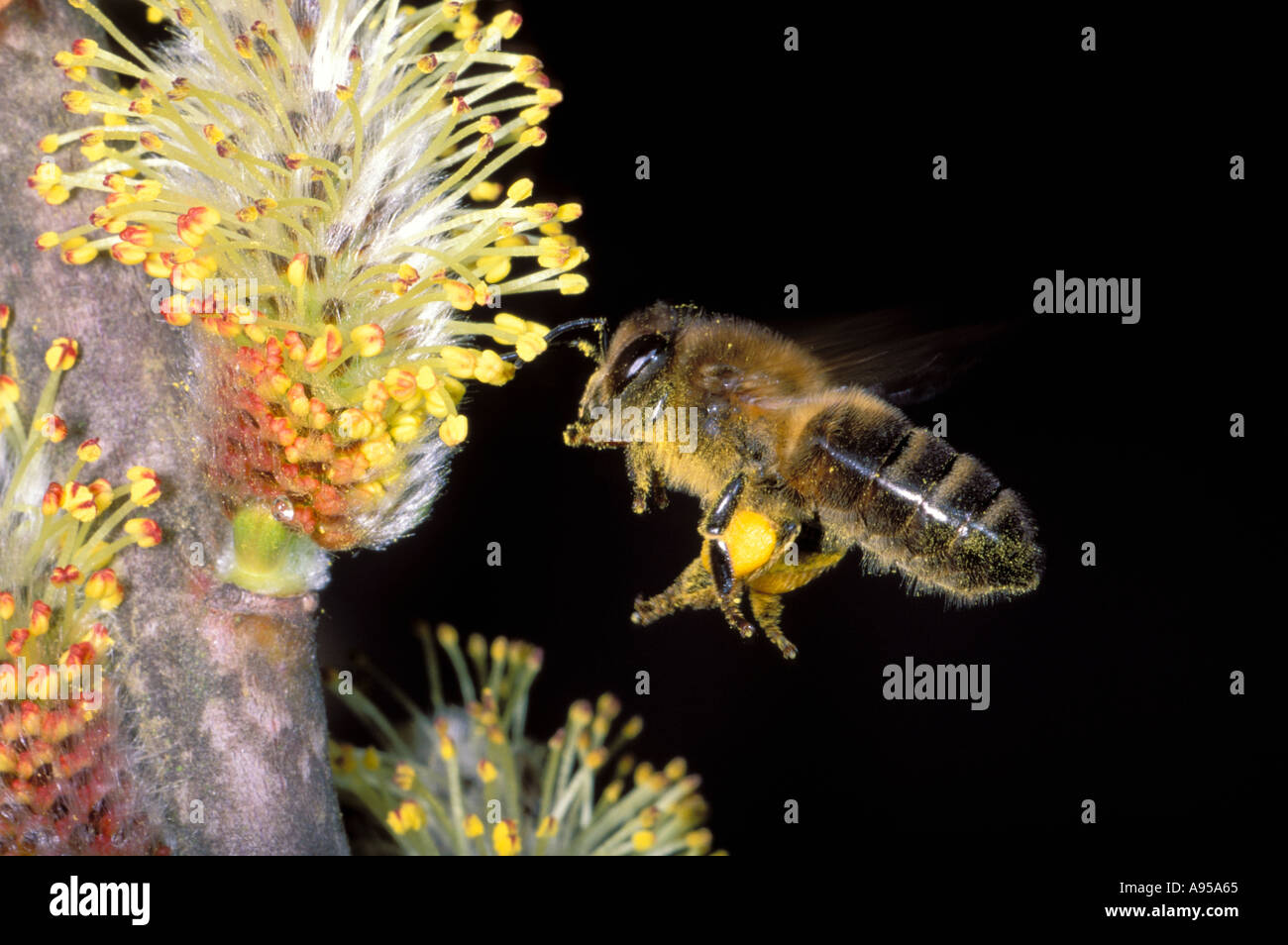 Honey Bee, Apis mellifera. Worker in flight Stock Photo