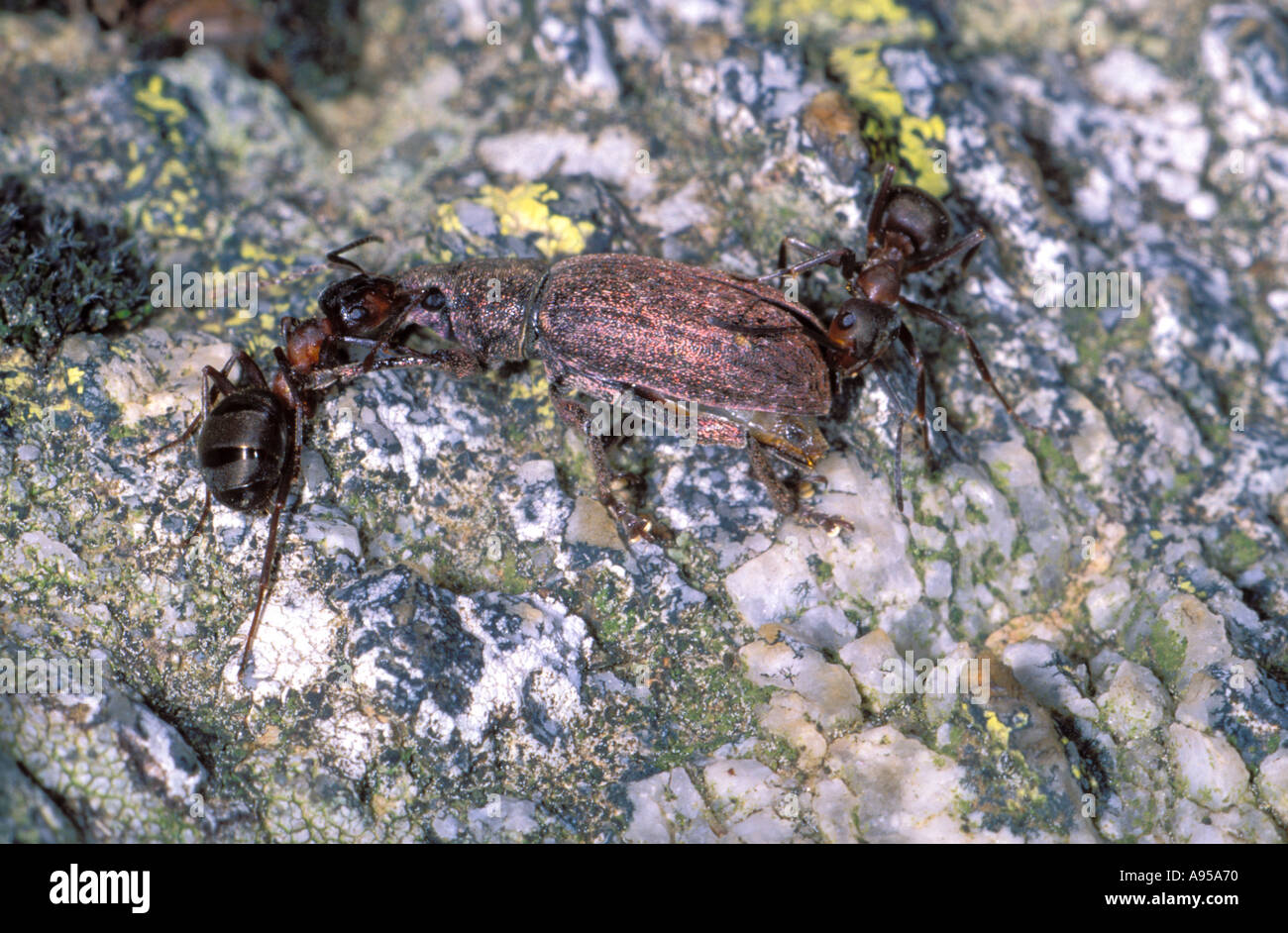 Wood Ants, Formica rufa. Two workers catching a Weevil Stock Photo
