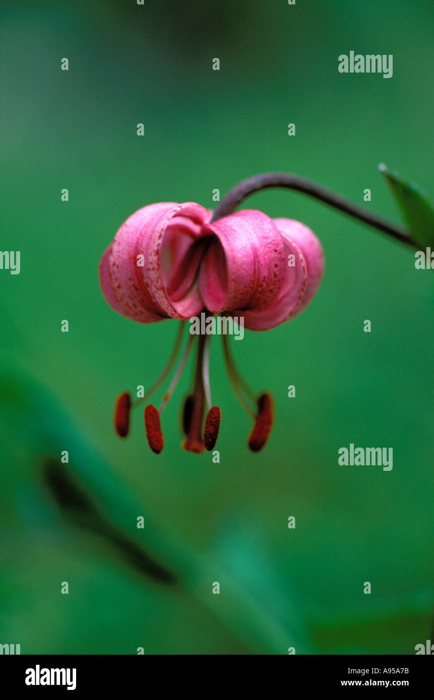 Martagon or Turk's Cap Lily, Lilium martagon. Flower closeup Stock Photo