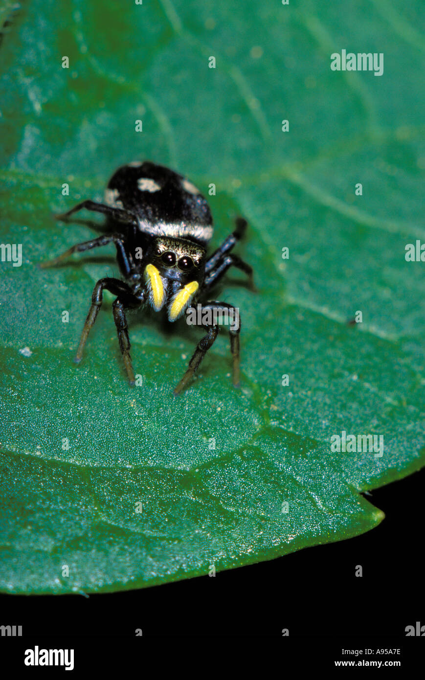 Jumping Spider, Heliophanus sp. On leaf. Front view Stock Photo