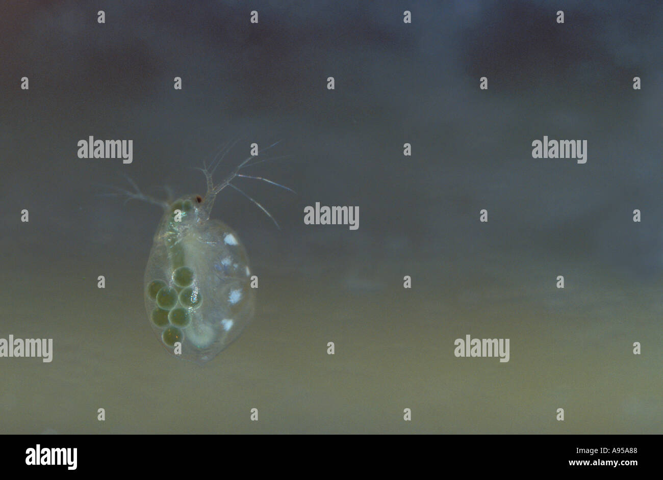 Water Fleas High Resolution Stock Photography and Images Alamy
