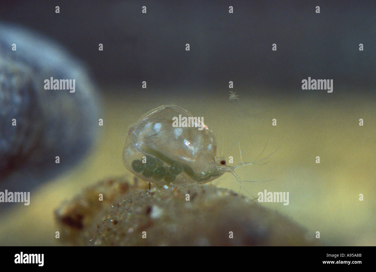 Water Flea, Daphnia sp. On Pond. Showing eggs on back Stock Photo Alamy