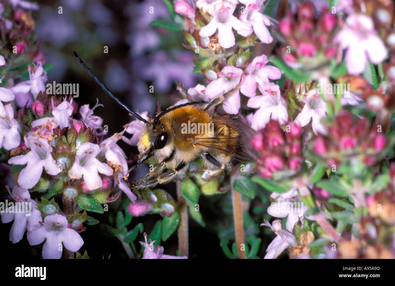 Bee (Eucera sp.) on Thyme plant (Thymus vulgaris Stock Photo Alamy