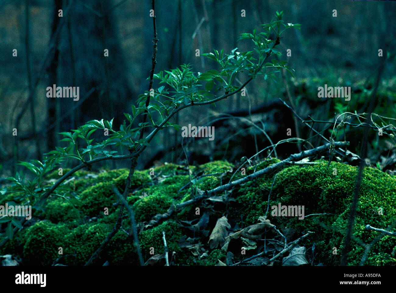 Dense moss forest hi-res stock photography and images - Alamy