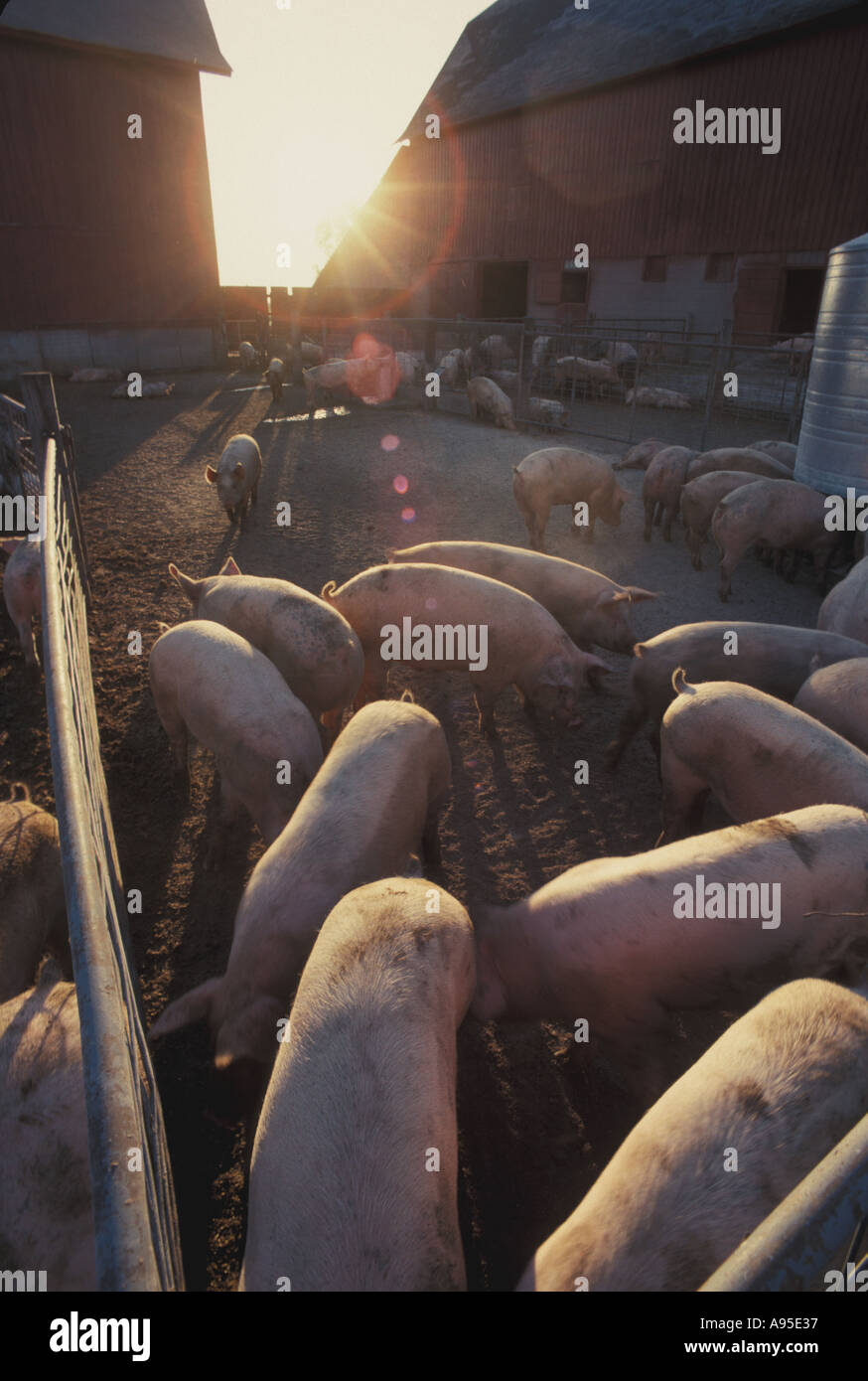 Pig farming pig pen Stock Photo