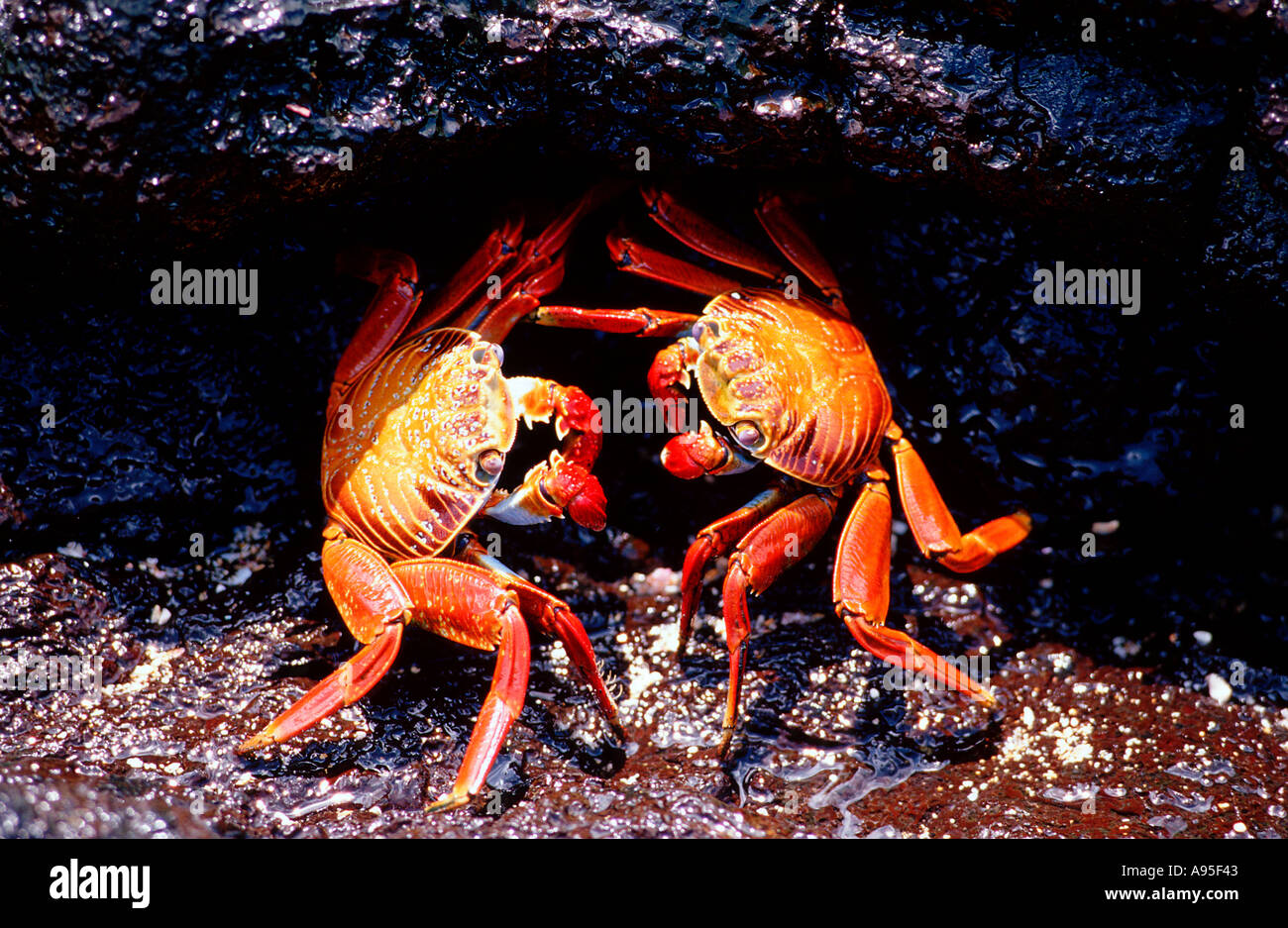 Sally Lightfoot crabs Grapsus grapsus Stock Photo
