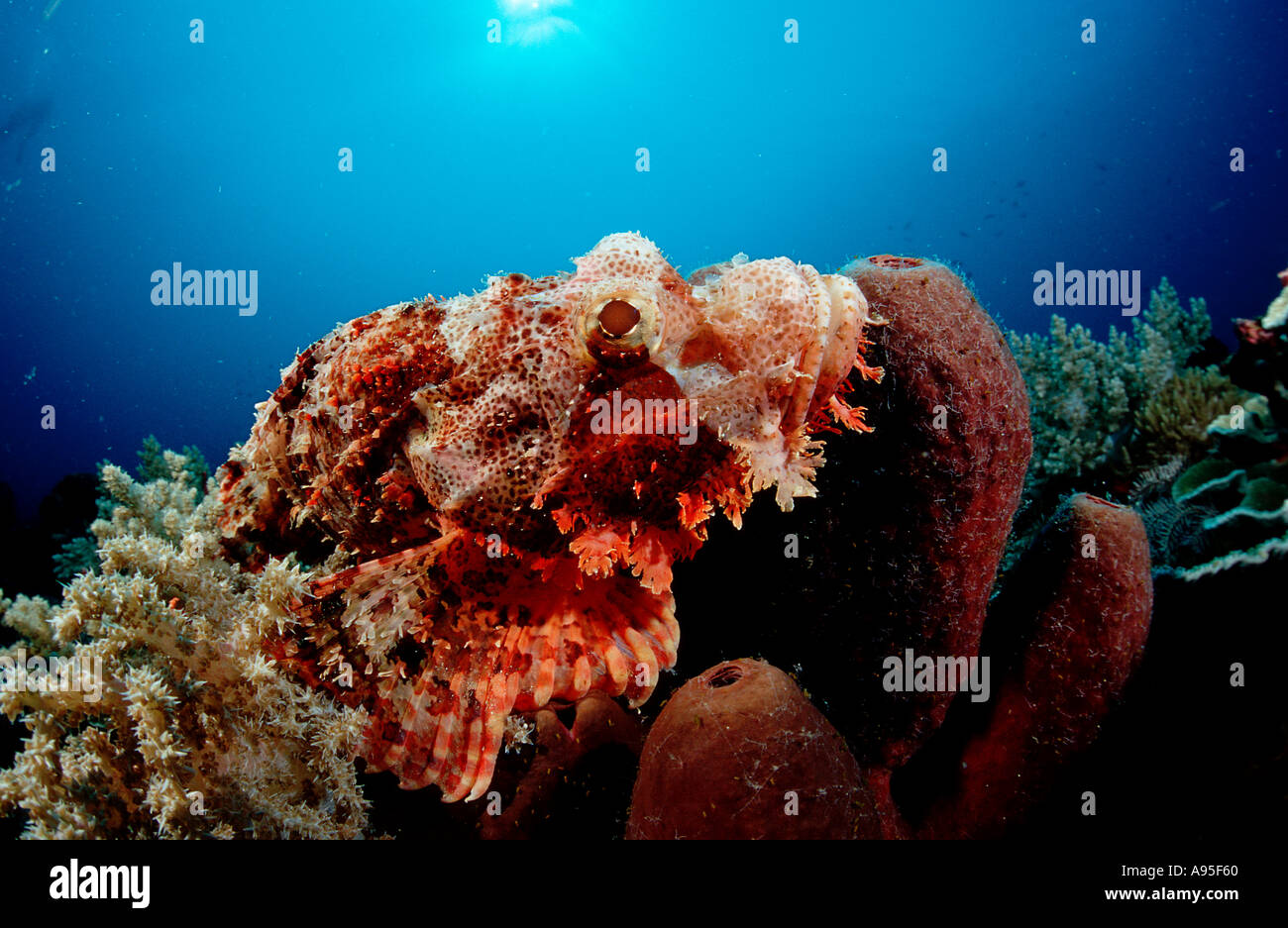 Tassled scorpionfish Scorpaenopsis oxycephalus Indian Ocean Komodo ...