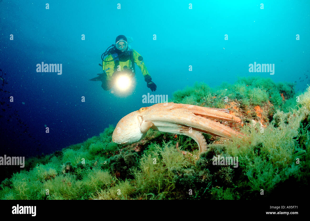 Octopus and scuba diver Octopus vulgaris Stock Photo