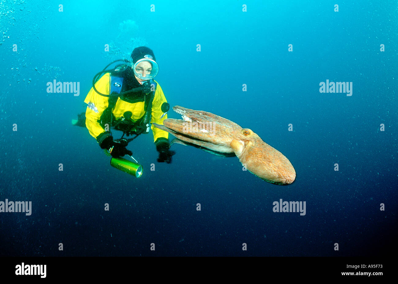 Octopus and scuba diver Octopus vulgaris Stock Photo Alamy