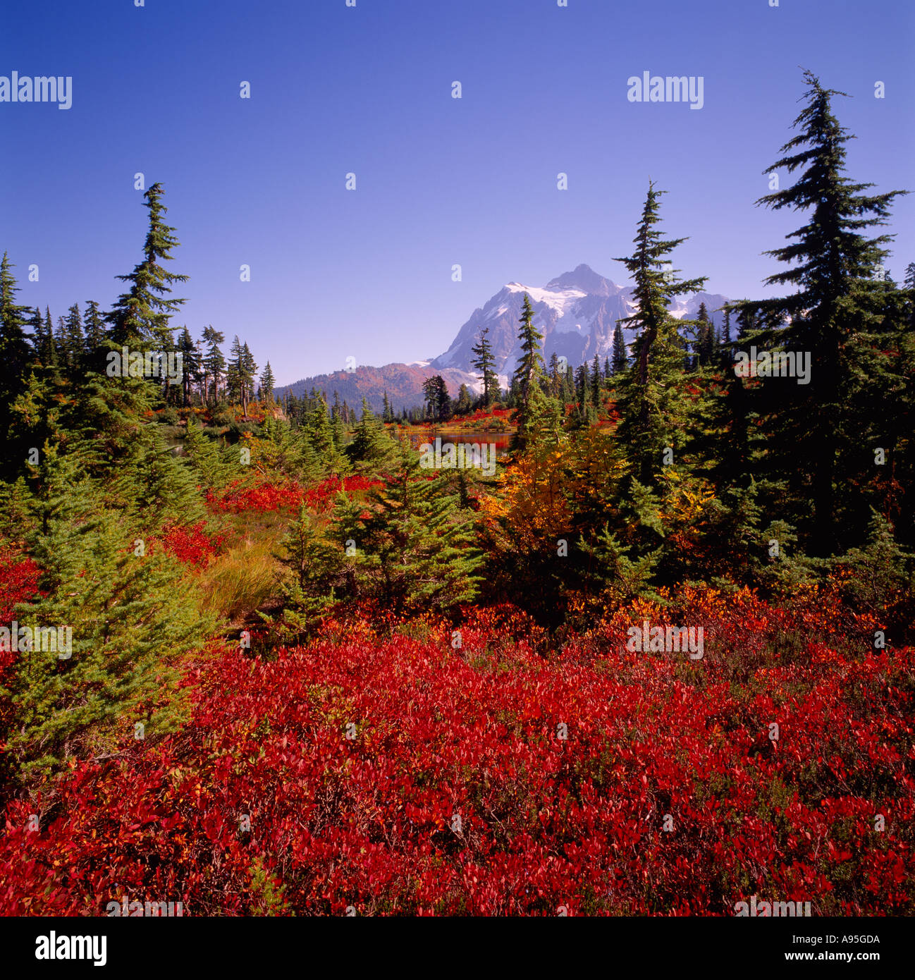 Mount Baker Snoqualmie National Forest, Washington, USA Wild Stock