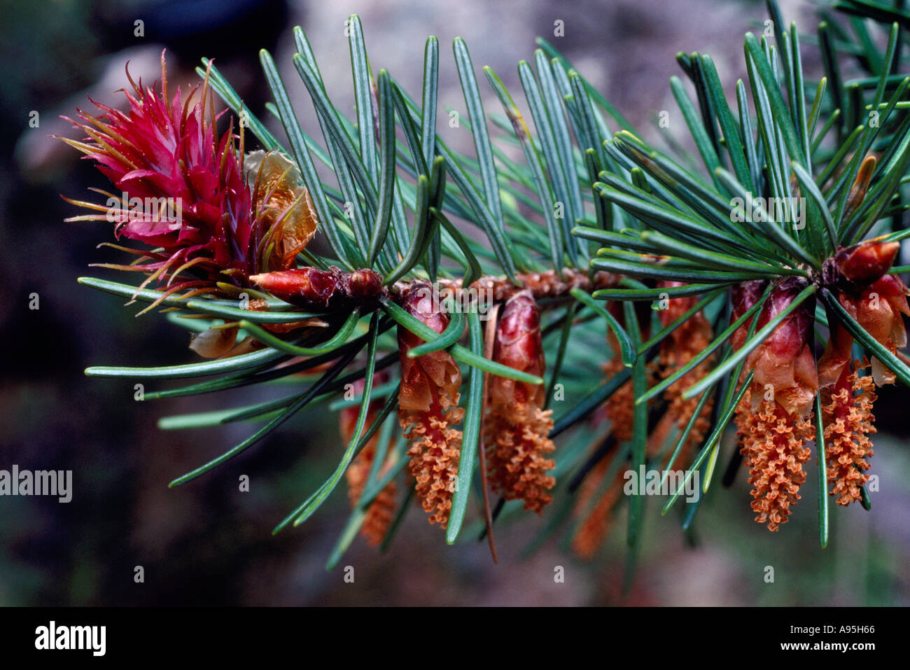 Pollen Cones, Flower / Seed Cone, and Needles on a Douglas Fir Tree (Pseudotsuga menziesii), British Columbia, Canada Stock Photo