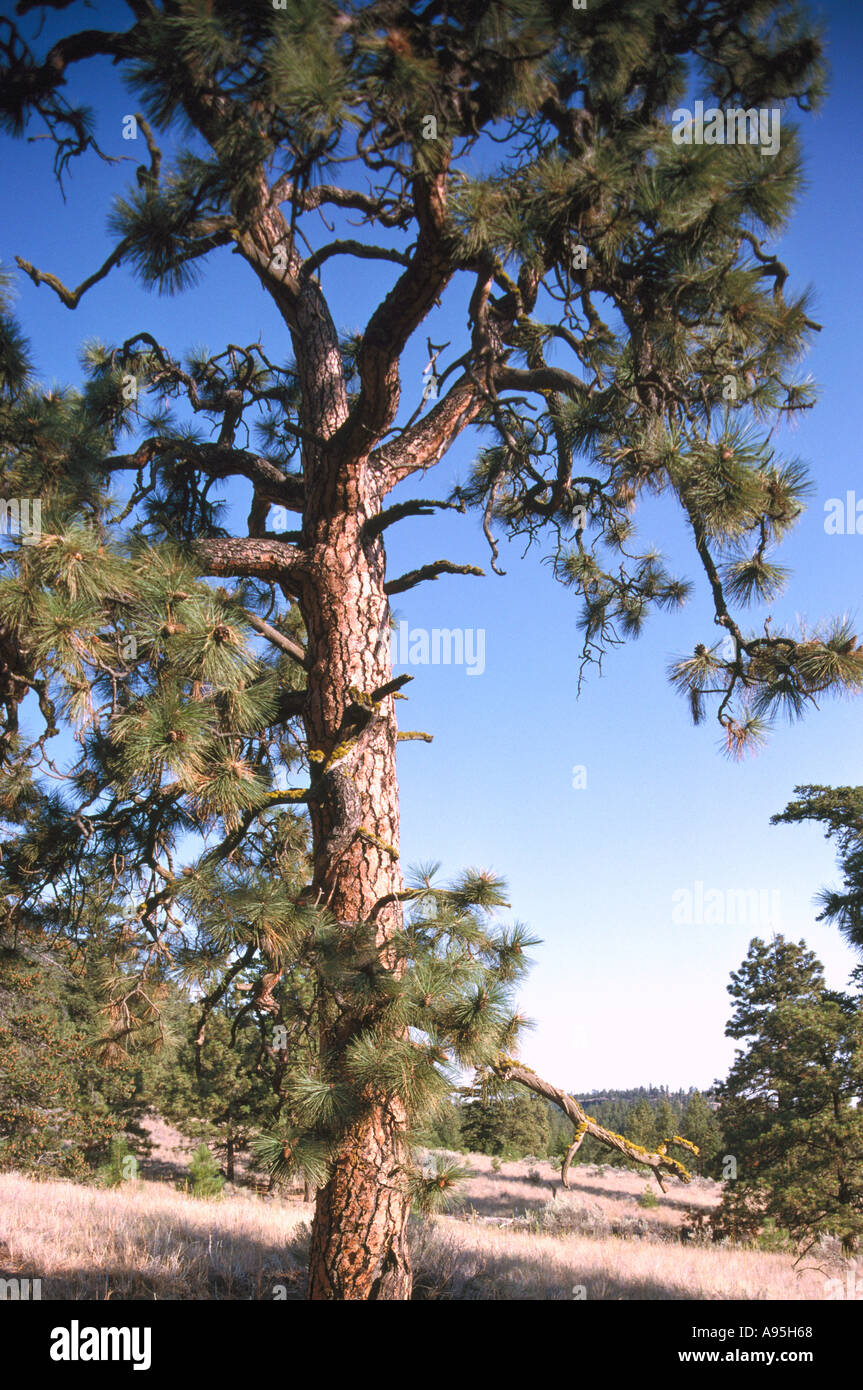 Southern yellow pine hires stock photography and images Alamy