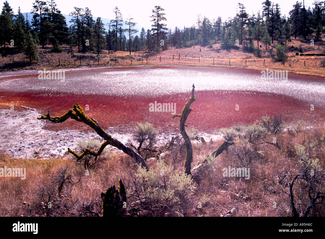 An Algae Covered Dried-out Alkaline Lake in the Cariboo Region of British Columbia Canada Stock Photo